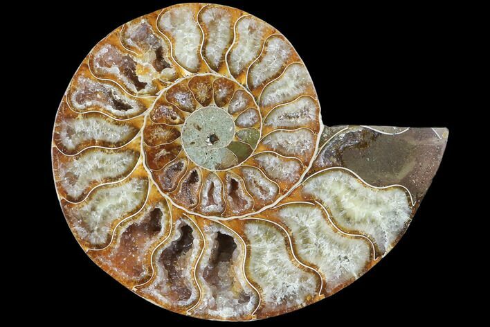 Agatized Ammonite Fossil (Half) - Crystal Chambers #103108
